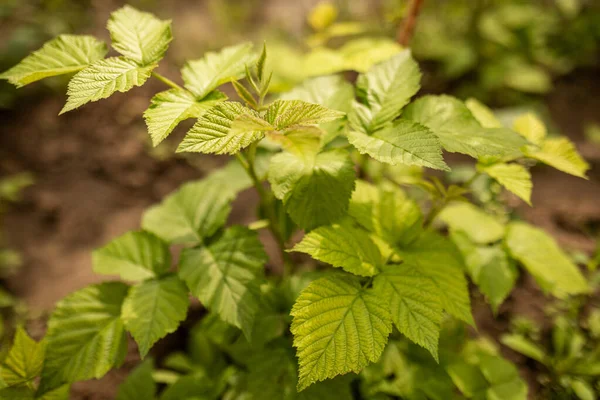 Ahududu çalısı ev bahçesinde, güneş ışığında, ilkbahar başlarında, çevre ürünleri konsepti. seçici odak.