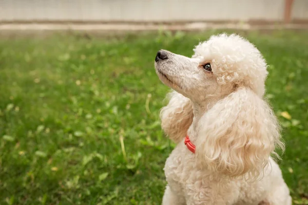 Şirin bir köpek, genç beyaz bir kaniş, evin bölgesindeki çimlerin üzerinde poz veriyor..