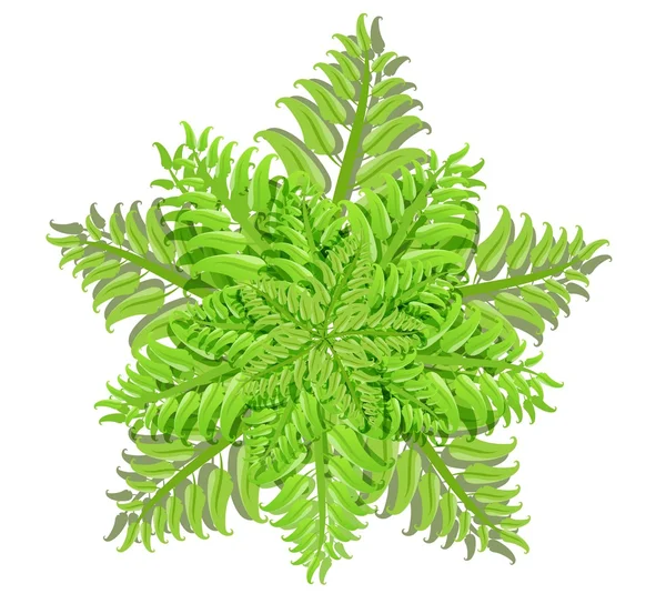 Pflanze der Farnfamilie auf weißem Hintergrund, Vektorillustration — Stockvektor