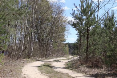 Yaz ormanında virajlı bir yol.