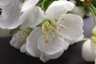 Güzel bir elma ağacının Macro çekimi.