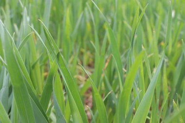 Yazın yeşil çimenler