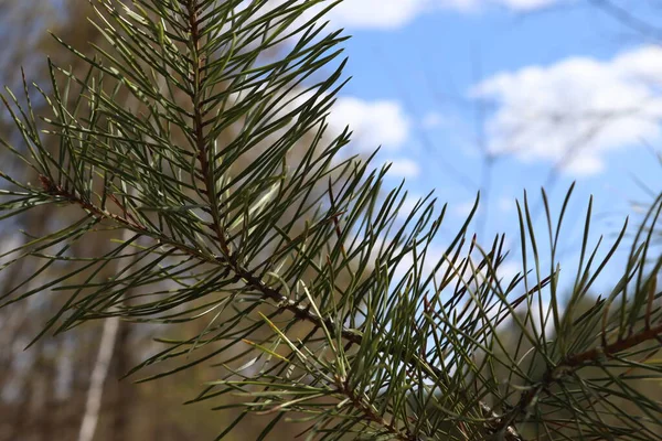 Branche Pin Contre Ciel Bleu Avec Des Nuages — Photo