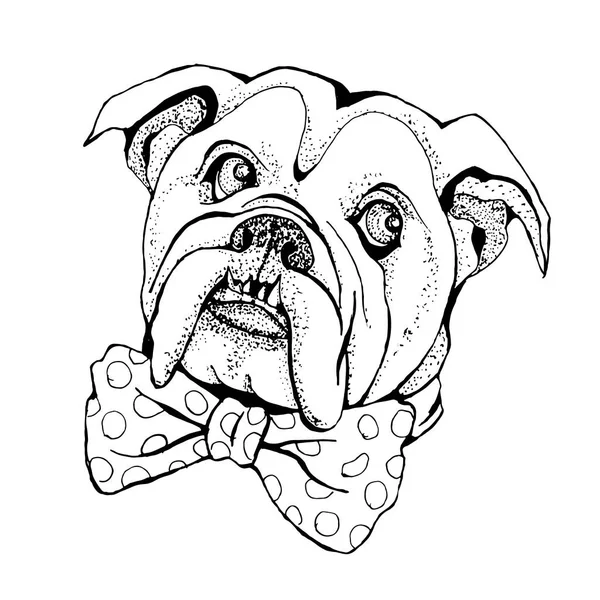 Hand Drawn Vector Portrait Dog Bulldog Shirt Graphics Illustration Fashion — Stock Vector