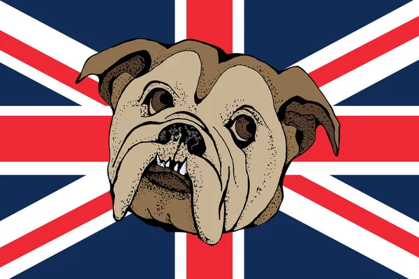 Vector Portrait Dog Bulldog Brittish Flag Shirt Graphics Illustration Fashion — Stock Vector