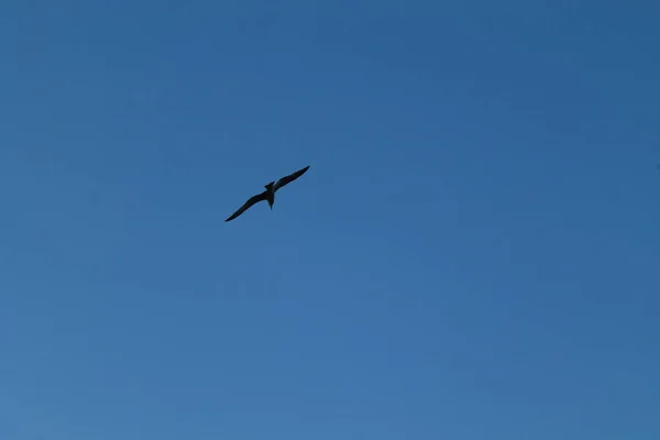 Flygande Fåglar Över Natthimlen — Stockfoto