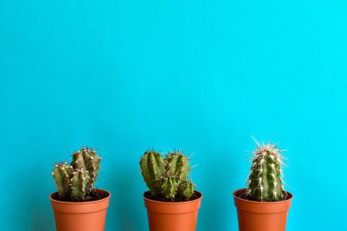 Kahverengi plastik bir tencerede mavi arka planda üç kaktüs. Dikenli kaktüs. Ev bitkisi.