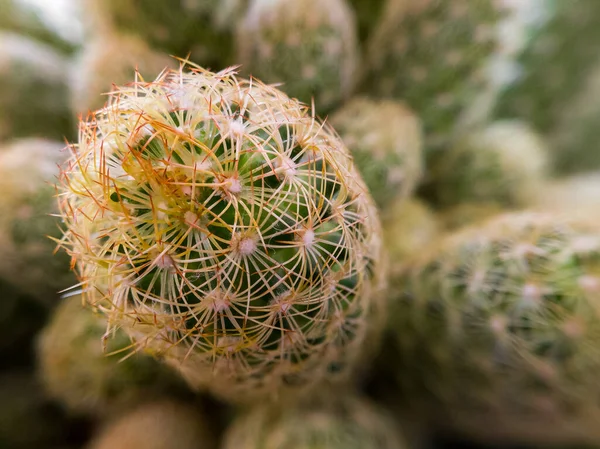 Malý Dům Dekorativní Kaktus Zakřivenými Hroty Zblízka — Stock fotografie