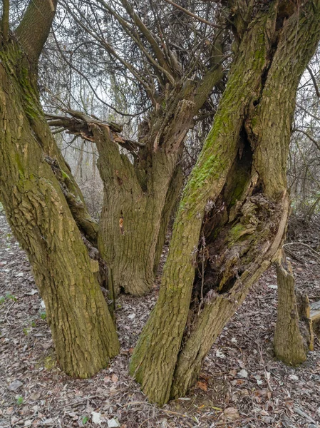 Drei Alte Weiden Mit Moos Bedeckt Die Natur Ist Einem — Stockfoto
