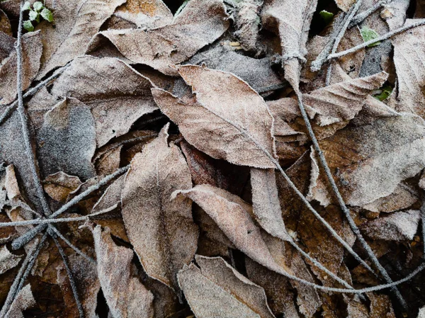 Dry Fallen Brown Walnut Leaves Covered Frost Land Covered Leaves — Stock Photo, Image