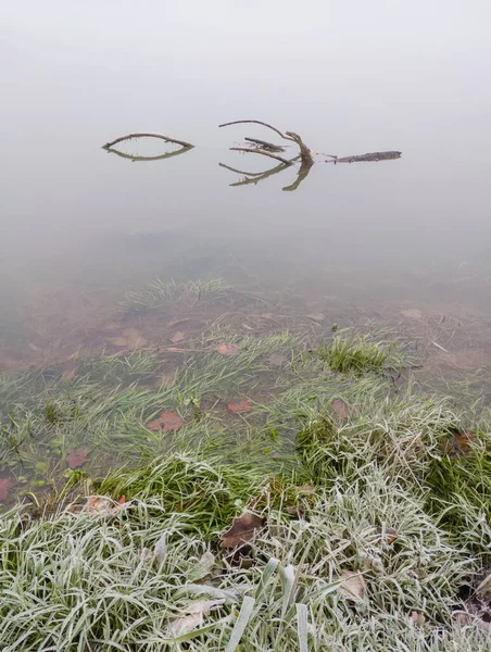 A branch floats through the fog in the water near the shore covered with morning frost. A gloomy and cold winter morning by the river.