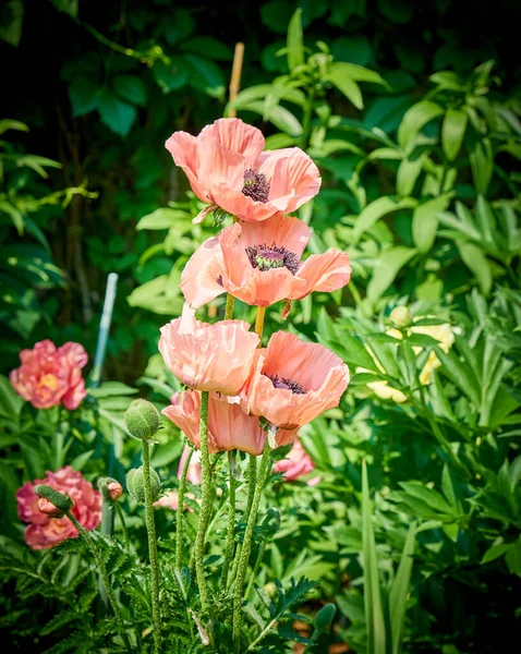 Pembe gelincikler Bahçemde harika bahçe çiçekleri                     