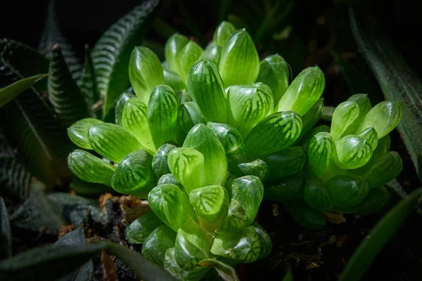 Haworthias São Pequenas Plantas Suculentas Formando Rosetas Folhas Pol Excepcionalmente — Fotografia de Stock