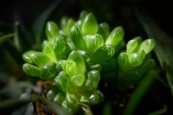 Haworthias küçük sulu bitkilerdir ve türlerine bağlı olarak 3 cm 'den (1,2 inç) 30 cm' ye (12 inç) kadar (1,5 cm) yapraklardan oluşan rosetler oluştururlar. Bu rosetler genellikle sapsızdır ama bazı türlerde saplar 50 cm 'ye kadar ulaşır (20 in). 
