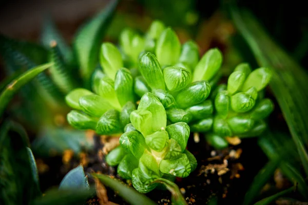 Haworthias Sind Kleine Sukkulente Pflanzen Die Nach Art Blattrosetten Von — Stockfoto