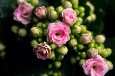 Baharda pembe çiçekler 