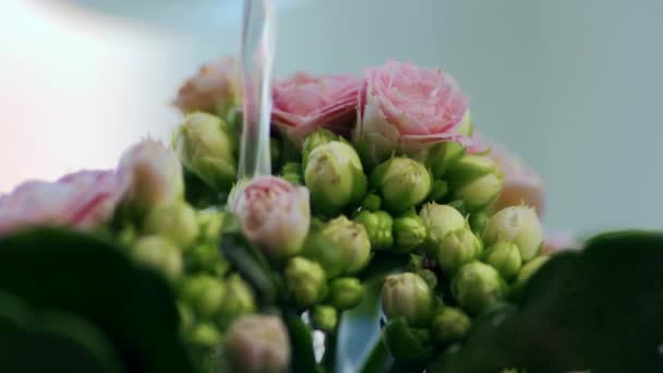 Das Gießen Der Blumen Frühling — Stockvideo