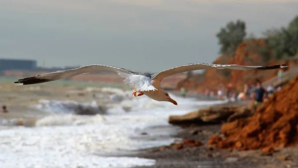 Птица Черное Море Canon D600 — стоковое фото