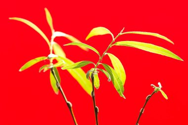 bahar, bitki, kırmızı, yeşillik