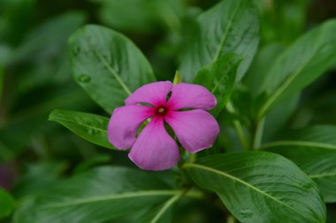 Yeşil yapraklı pembe menekşe çiçeği
