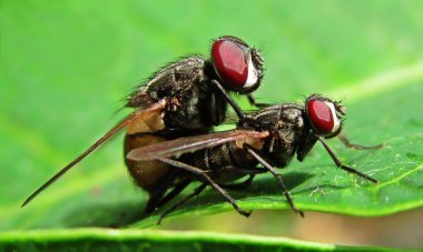 Sinekler ağaç yaprağında sevişiyor.