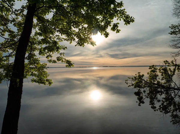 Flat Water Surface Tree Fell Water Summer Evening — Stock Photo, Image