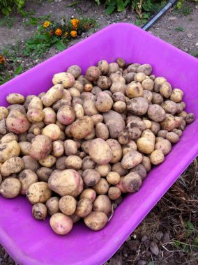 Kendi patateslerini kendin yetiştir. 