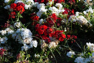 kırmızı ve beyaz çiçekler