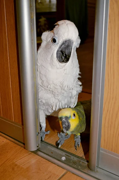 Два Больших Попугая Белый Попугай Какаду Амазонский Попугай — стоковое фото
