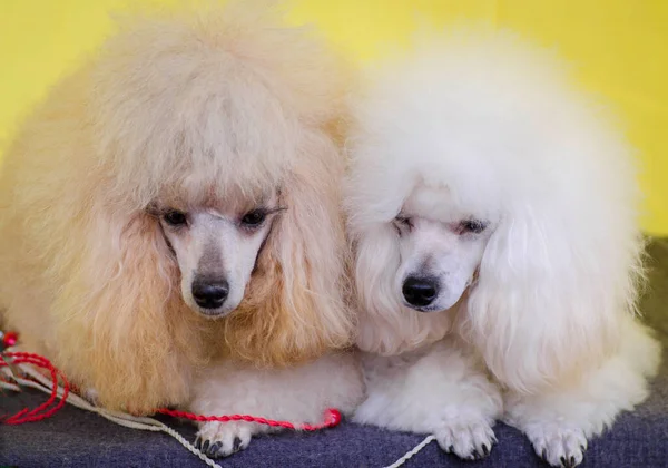 Köpek kanişi beyazı ve krema iki küçük güzel kaniş kartpostalı gösterisi Shaggy kaniş öpücüklü köpek kanişi sarı bir arka planda