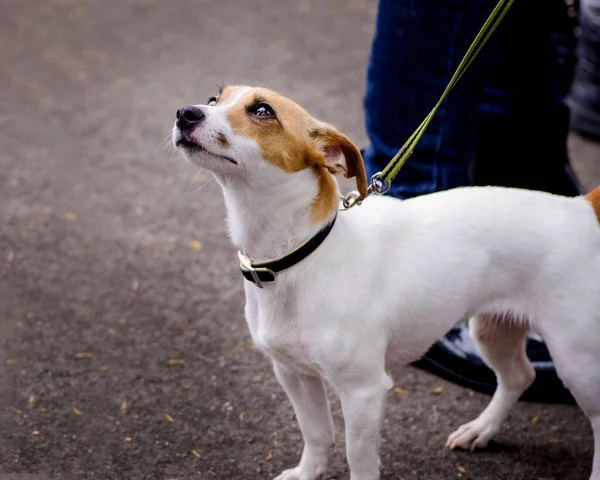 Pürüzsüz tilki Terrier köpeği acınacak kadar güzel görünüyor.