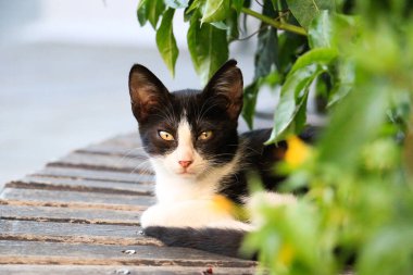 Yunan adalarından duygusal kediler