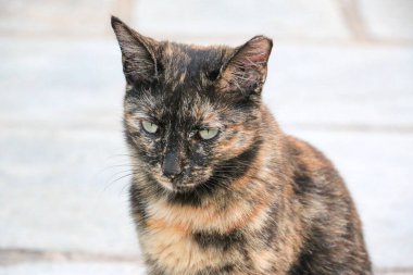 Yunan adalarından duygusal kediler