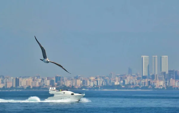 Birds and a boat over the Bosphorus Strait in Istanbul