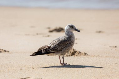 Güneşli bir günde kumsalda bir kuş