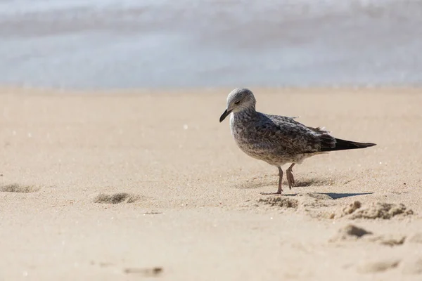 Oiseau Sur Plage Par Une Journée Ensoleillée — Photo