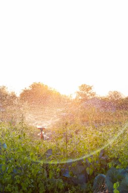 Bitkiler suda yıkanır.