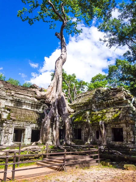 Raíces de un árbol de algodón de seda que corre a lo largo de las viejas ruinas del Templo Ta Phrom, Angkor, provincia de Siem Reap, Camboya — Foto de Stock