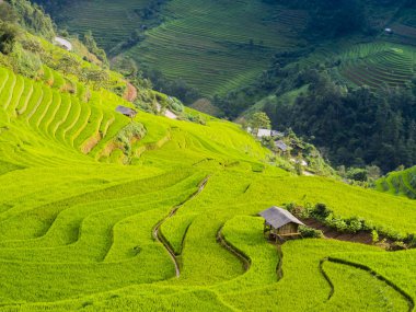 Teraslı pirinç alan Mu Cang Chai, Yen Bai Province, Kuzey Vietnam dağlarında peyzaj çarpıcı