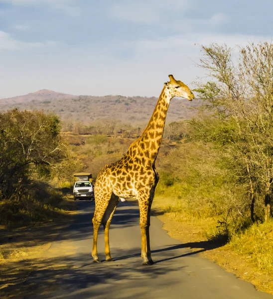 Zuid Afrika Giraffe Oversteken Van Weg Tijdens Een Game Drive — Stockfoto