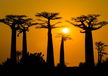Baobab Bulvarı, Morondava, Madagaskar 'da muhteşem bir gün batımı.