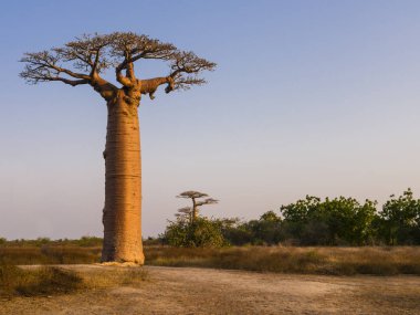Görkemli baobab ağacıyla Afrika manzarası, Morondava, Madagaskar