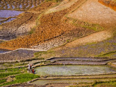 Madagaskar 'ın dağlık bölgelerindeki çok renkli pirinç tarlaları.