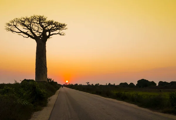 Impresionante Puesta Sol Con Silueta Majestuoso Baobab Primer Plano Morondava —  Fotos de Stock