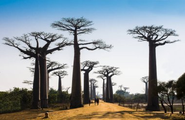 Muhteşem Baobab Bulvarı manzarası ön planda muhteşem ağaç silueti, Morondava, Madagaskar