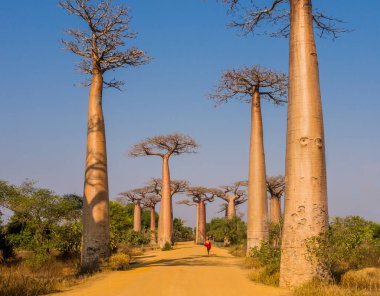 Muhteşem Baobab Bulvarı manzarası. Görkemli ağaç silueti ön planda, Morondava, Madagaskar.