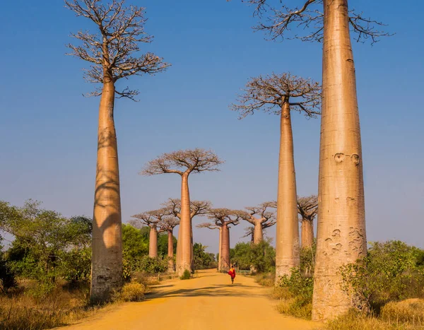 Espectacular Vista Avenida Baobab Con Majestuosa Silueta Árboles Primer Plano —  Fotos de Stock