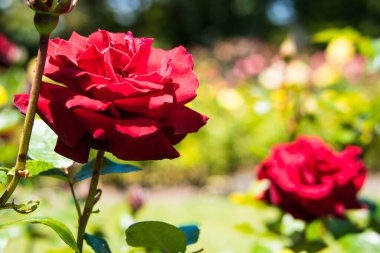 Gül bahçesindeki gül çalısı