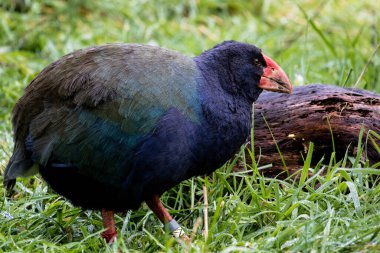 Yeni Zelanda Takahe yeşil bir alanda