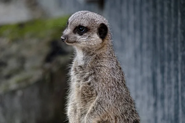 Meercat mirando pensativamente en el suelo medio mientras está de pie — Foto de Stock